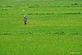 Fields forever